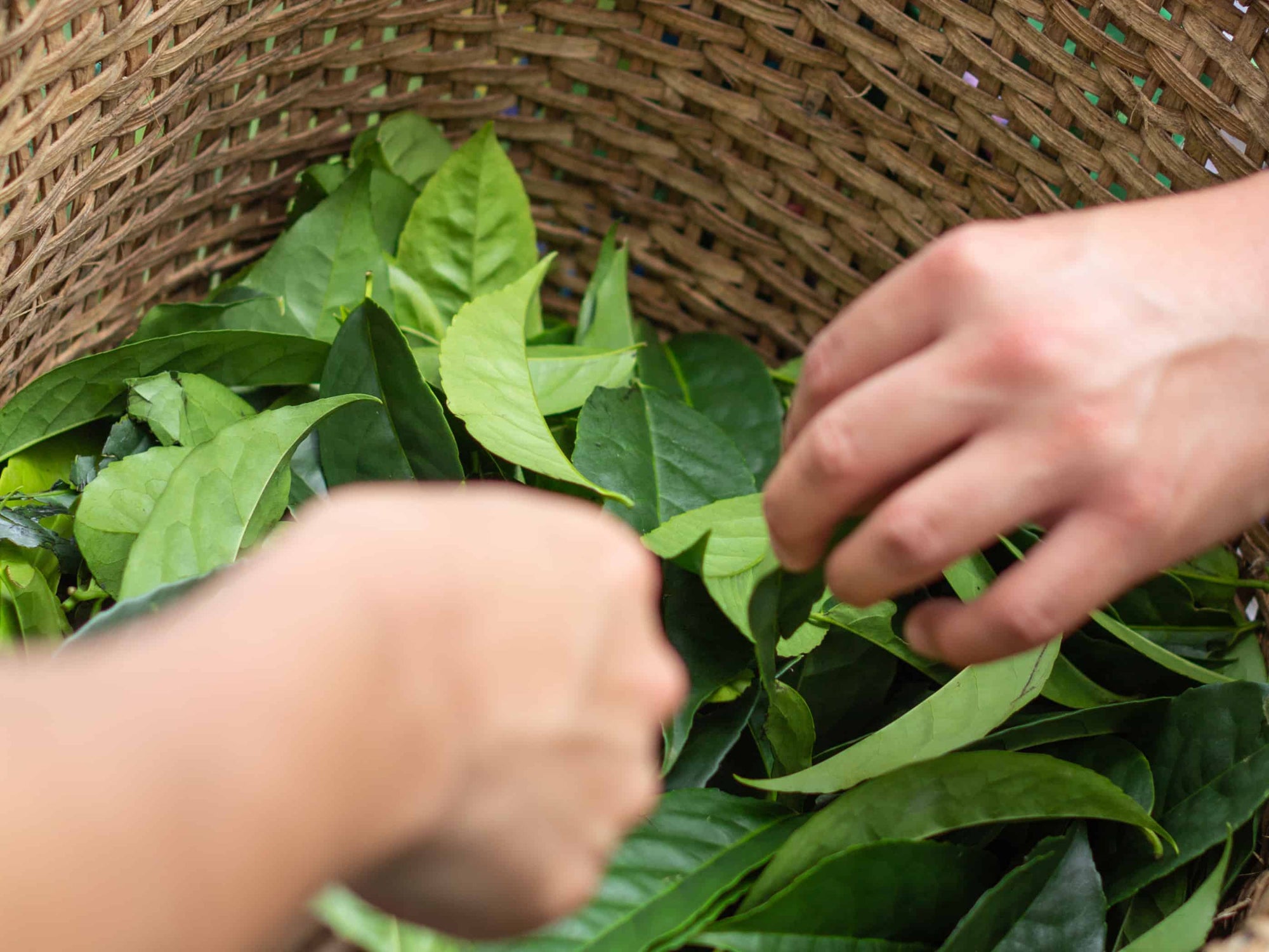 Was ist Guayusa Tee? Ein Überblick.